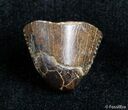 Partial Serrated Tyrannosaurid Tooth Tip - T-Rex #3002-2